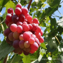 High quality red globe grapes fresh grapes price